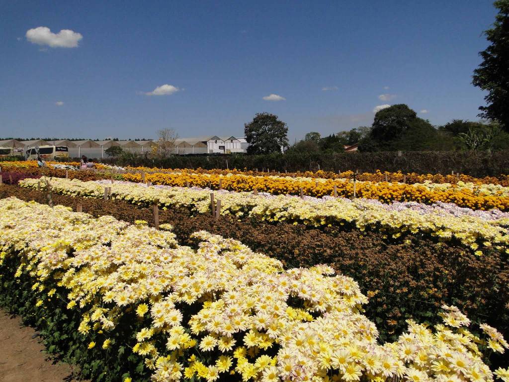 Expoflora, em Holambra