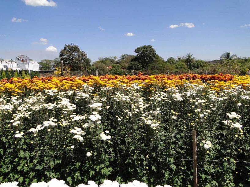 Campos de Flores