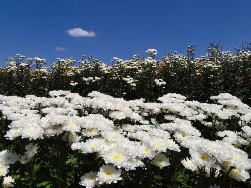 Campos de Flores