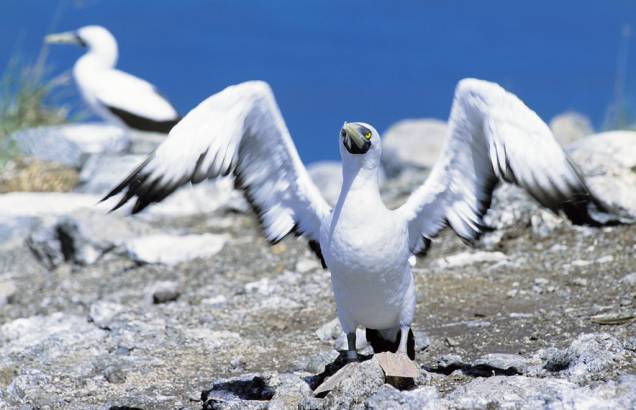 Atobá mascarado no <strong><a href="https://viajeaqui.abril.com.br/estabelecimentos/br-ba-caravelas-atracao-parque-nacional-marinho-dos-abrolhos" rel="Parque Nacional Marinho dos Abrolhos" target="_self">Parque Nacional Marinho dos Abrolhos</a></strong>, <a href="https://viajeaqui.abril.com.br/estados/br-bahia" rel="Bahia" target="_self">Bahia</a> Atobá mascarado no <strong><a href="https://viajeaqui.abril.com.br/estabelecimentos/br-ba-caravelas-atracao-parque-nacional-marinho-dos-abrolhos" rel="Parque Nacional Marinho dos Abrolhos" target="_self">Parque Nacional Marinho dos Abrolhos</a></strong>, <a href="https://viajeaqui.abril.com.br/estados/br-bahia" rel="Bahia" target="_self">Bahia</a>