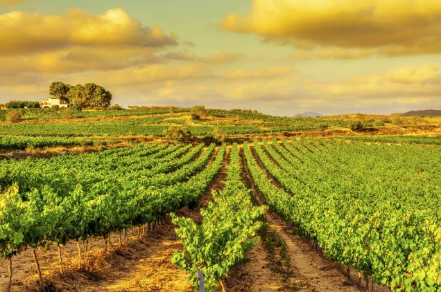 <strong>Catalunha, <a href="http://viajeaqui.abril.com.br/paises/espanha" rel="Espanha" target="_self">Espanha</a></strong>Conhecida por sua rica gastronomia, voltada para a cultura do Mediterrâneo, a Catalunha possui treze sub-regiões vinícolas que movimentam o setor local. Uvas das castas Chardonnay e Cabernet Sauvignon são as mais abundantes da região. Um de seus rótulos mais emblemáticos é o Cava - espumante espanhol com identidade marcante. Outro ponto forte do turismo local são os belos mosteiros, um bônus para casais em viagens românticas<em><a href="http://www.booking.com/region/es/catalonia.pt-br.html?aid=332455&label=viagemabril-vinicolas-da-europa" rel="Veja preços de hotéis na Catalunha no Booking.com" target="_self">Veja preços de hotéis na Catalunha no Booking.com</a></em>