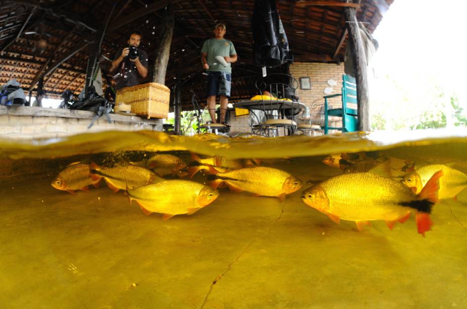 Na época da cheia do rio, é possível ver essa cena: peixes nadam pelas dependências do hotel