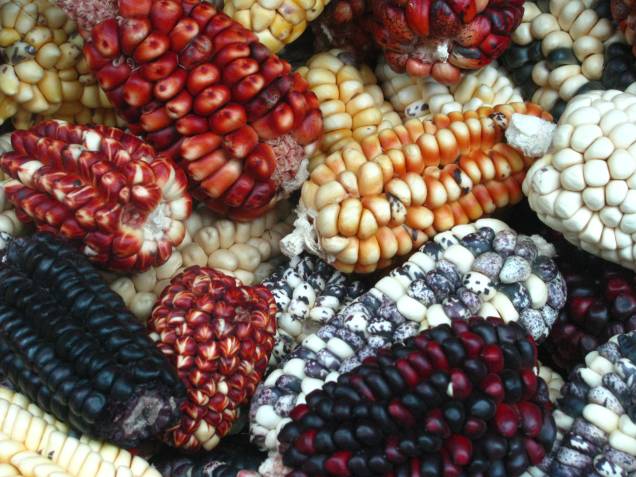No Peru há variados tipos de choclos (milho), especialmente cultivados na região do Vale Sagrado, em Cusco