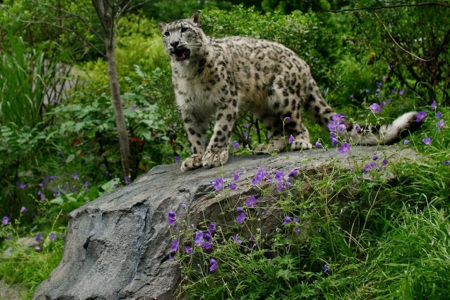 O leopardo-das-neves é uma das principais atrações do pequenos, mas interessante Zoológico do Central Park. Ele divide as atenções espécies bacanas como o panda-vermelho, o urso polar e diferentes espécies de pinguins