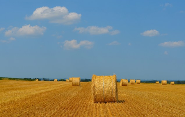 Plantação de trigo com rolos de feno, próximo ao Mont Saint Michel, na Normandia, França.