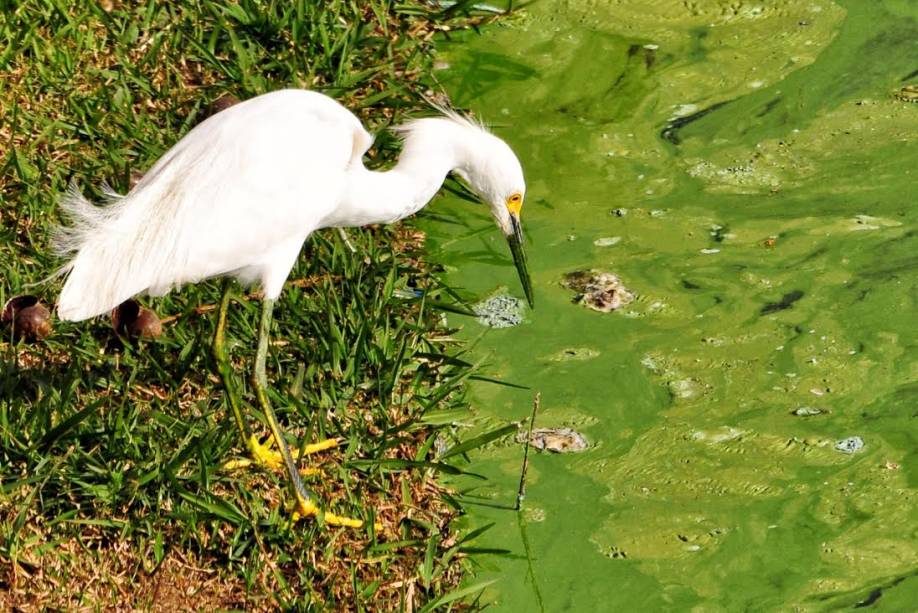 Garcinha-branca tenta se alimentar na lagoa da Pampulha, Belo Horizonte, Minas Gerais