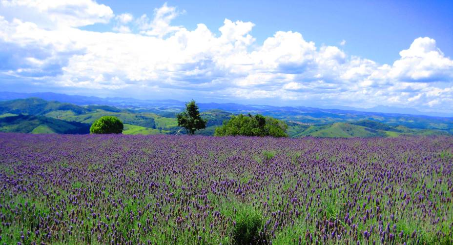 O campo de lavanda de <a href="https://viajeaqui.abril.com.br/cidades/br-sp-cunha" rel="Cunha (SP)" target="_blank">Cunha (SP)</a> fica florido o ano inteiro; por isso, não há risco de chegar ao local e não encontrar as lavandas em flor O campo de lavanda de <a href="https://viajeaqui.abril.com.br/cidades/br-sp-cunha" rel="Cunha (SP)" target="_blank">Cunha (SP)</a> fica florido o ano inteiro; por isso, não há risco de chegar ao local e não encontrar as lavandas em flor