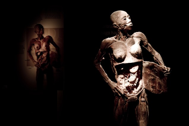 Órgãos do abdome, parte da exposição O Fantástico Corpo Humano, no Shopping Eldorado