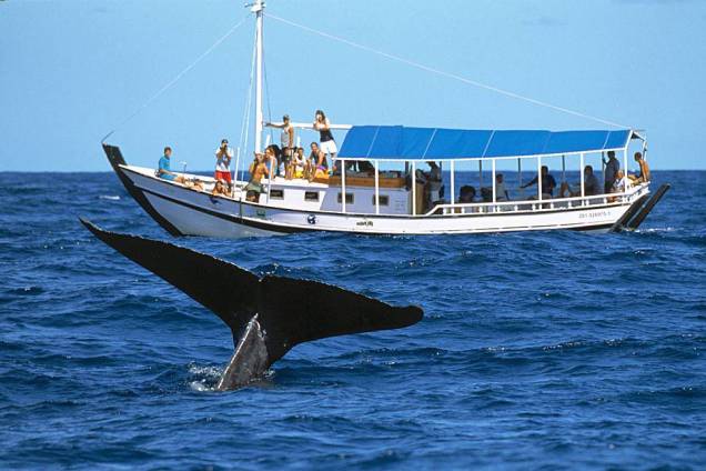 O passeio de barco para observação de Baleias-Jubartes é feito entre os meses de julho e outubro O passeio de barco para observação de Baleias-Jubartes é feito entre os meses de julho e outubro