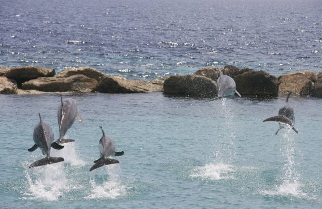 Golfinhos em Curacao