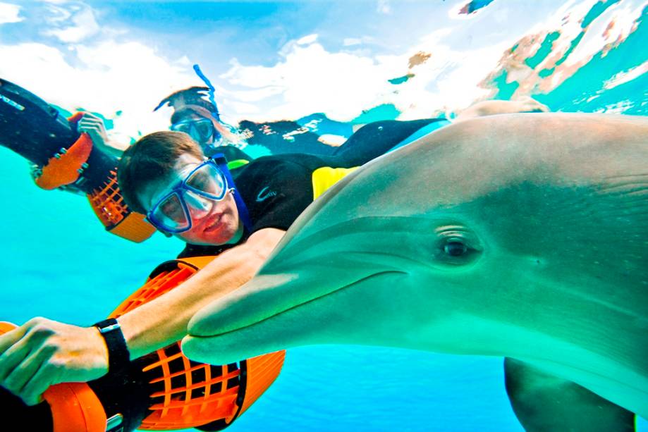 Mergulho com golfinhos no Dolphin Cay Mergulho com golfinhos no Dolphin Cay