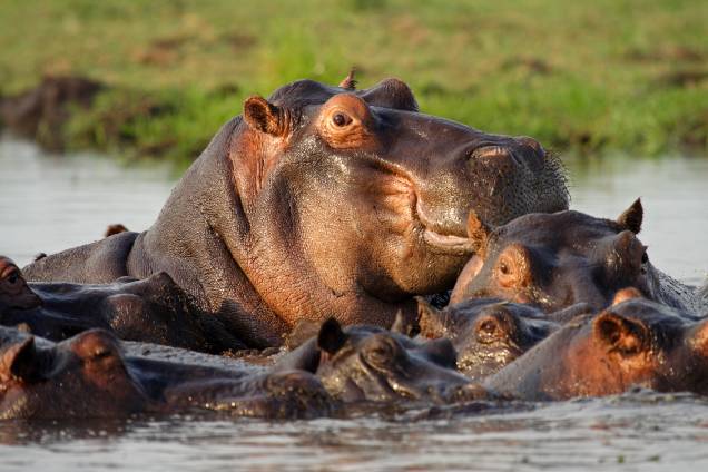 Durante os safáris é possível avistar hipopótamos.