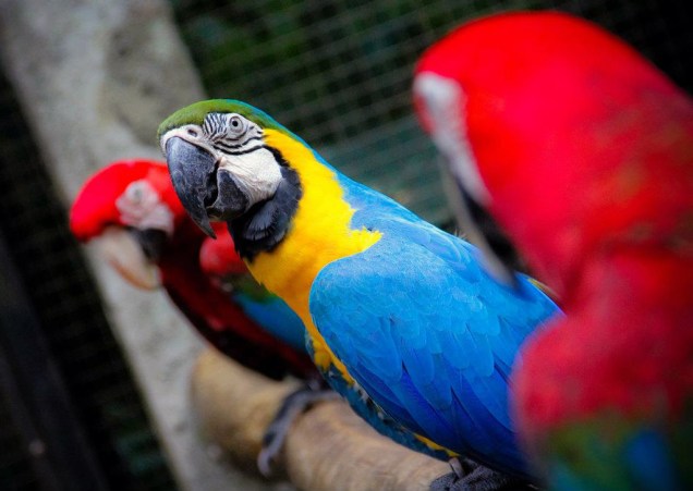 Arara-canindé entre duas araras-vermelhas, no Parque das Aves, em <a href="https://viajeaqui.abril.com.br/cidades/br-pr-foz-do-iguacu" rel="Foz do Iguaçu" target="_self">Foz do Iguaçu</a>