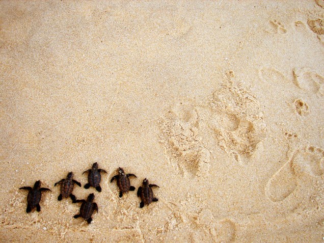 Filhotes de tartaruga aventuram-se nas areias da Praia de Cotovelo, no litoral sul de Natal, Rio Grande do Norte.