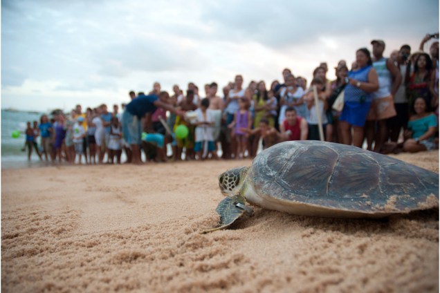 Na luta pela conservação das tartarugas-marinhas, o <strong>Tamar </strong>realiza um trabalho de <strong>educação ambiental</strong>  junto às comunidades locais e aos turistas