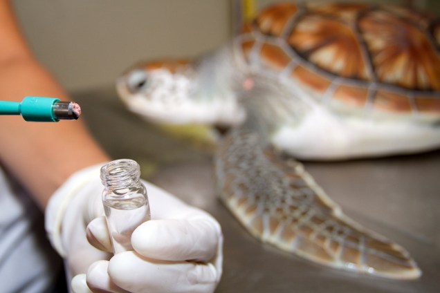 Uma das funções da equipe do Tamar durante a<strong> temporada de desova</strong> das <strong>tartarugas marinhas</strong> é a coleta de amostras de pele para estudos genéticos