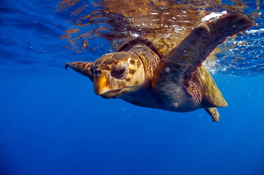 A<strong> tartaruga-cabeçuda</strong> (<em>Caretta caretta</em>) está <a href="https://viajeaqui.abril.com.br/materias/fotos-de-animais-ameacados-de-extincao" rel="ameaçada de extinção" target="_blank"><strong>ameaçada de extinção</strong></a> segundo a <a href="https://viajeaqui.abril.com.br/materias/lista-vermelha-das-especies-ameacadas-da-iucn" rel="IUCN" target="_blank">IUCN</a> (União Internacional para a Conservação da Natureza, na sigla em inglês)