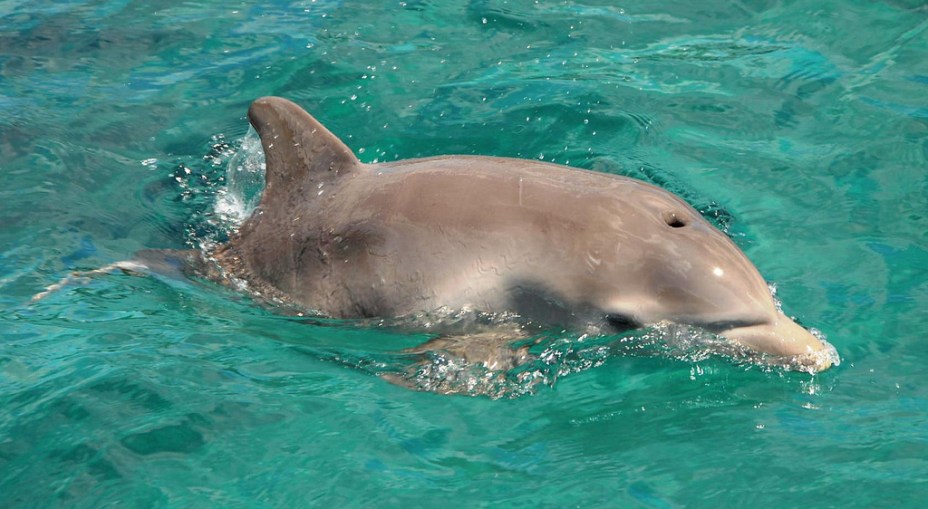 10 destinos para ver ou nadar com golfinhos