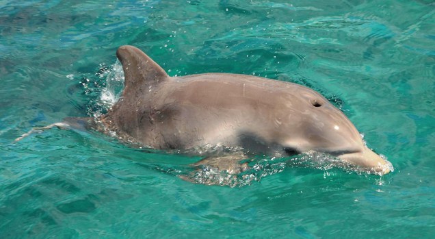 Pequeno golfinho no Dolphin Discovery, em Cozumel