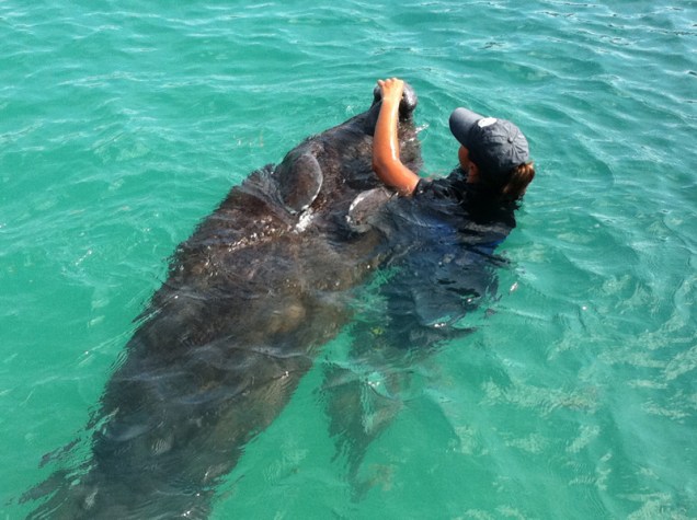 Mergulho com peixe-boi no Dolphin Discovery de Isla Mujeres