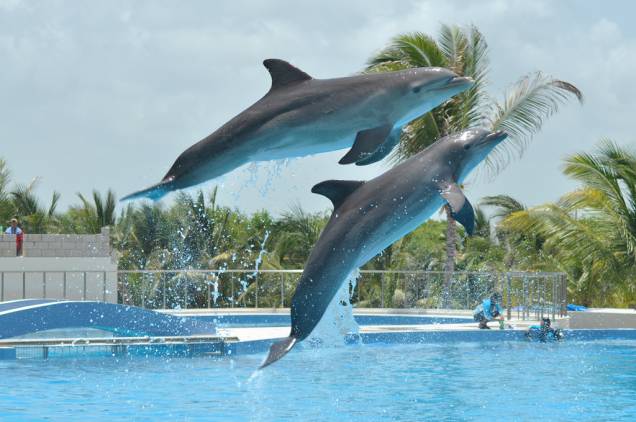 Dolphin Discovery, em Playa del Carmen Dolphin Discovery, em Playa del Carmen