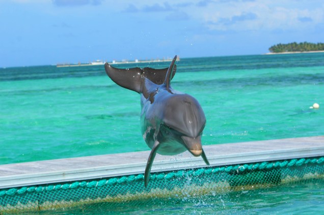 Show com golfinhos no Dolphin Island Park
