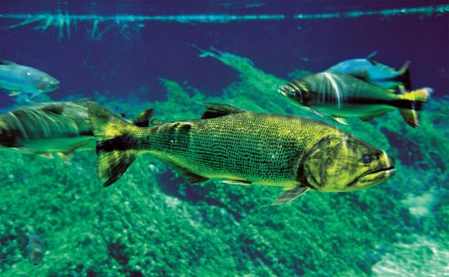 Dourado (<em>Salminus brasiliensis</em>) e Piraputanga (<em>Brycon microleps</em>): vivem na Bacia do Prata, Pantanal Dourado (<em>Salminus brasiliensis</em>) e Piraputanga (<em>Brycon microleps</em>): vivem na Bacia do Prata, Pantanal