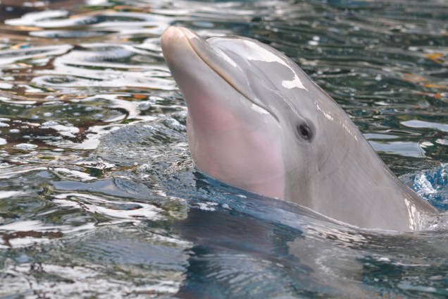Golfinho em apresentação do parque aquático SeaWorld, em Orlando. Apesar das polêmicas, turistas do mundo inteiro seguem em larga escala para ver os shows de animais marinhos