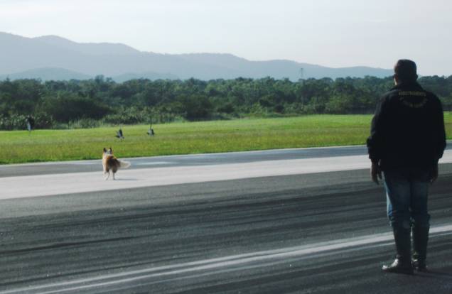 Cadelas border collie em ação no aeroporto de Joinville Cadelas border collie em ação no aeroporto de Joinville