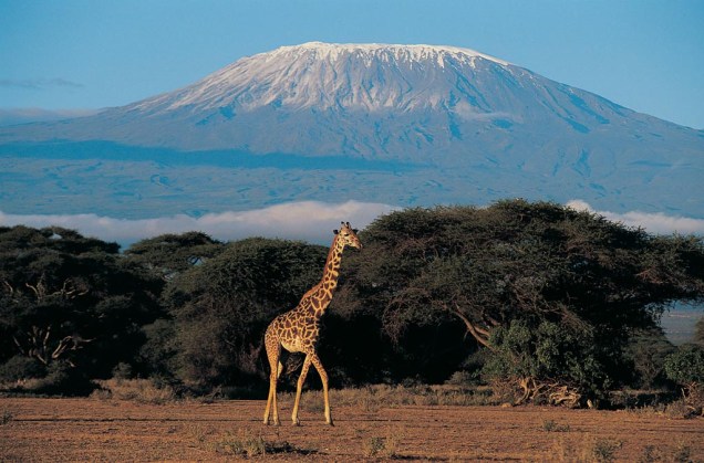 Com 5.895 metros de altura, o Kilimanjaro, na Tanzânia, é a montanha mais alta da África - na verdade, é um vulcão adormecido, com o topo coberto de neve. No seu entorno vivem raras espécies de plantas