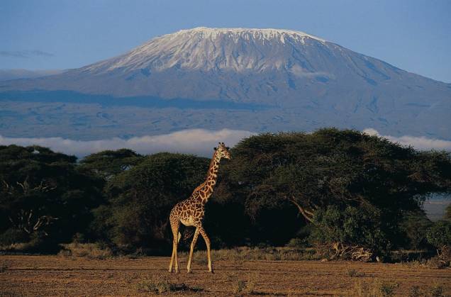 O Kilimanjaro, do alto de seus 5985 metros de altura, é a montanha mais alta da África. Suas neves, que valeram o conto de Hemingway e o filme estrelado po Gregory Peck e Ava Gardner, estão desaparecendo num ritmo assustador. Estima-se que restam somente 15% da capa de gelo medida em 1912, ano em que ocorreu a primeira estimativa.