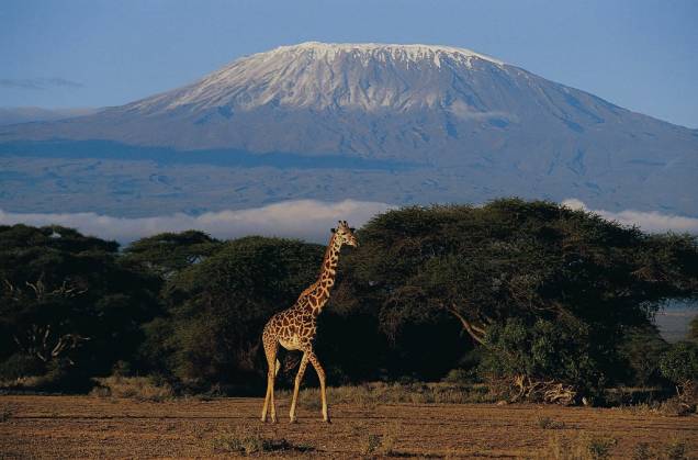 O Kilimanjaro, do alto de seus 5985 metros de altura, é a montanha mais alta da África. Suas neves, que valeram o conto de Hemingway e o filme estrelado po Gregory Peck e Ava Gardner, estão desaparecendo num ritmo assustador. Estima-se que restam somente 15% da capa de gelo medida em 1912, ano em que ocorreu a primeira estimativa. O Kilimanjaro, do alto de seus 5985 metros de altura, é a montanha mais alta da África. Suas neves, que valeram o conto de Hemingway e o filme estrelado po Gregory Peck e Ava Gardner, estão desaparecendo num ritmo assustador. Estima-se que restam somente 15% da capa de gelo medida em 1912, ano em que ocorreu a primeira estimativa.