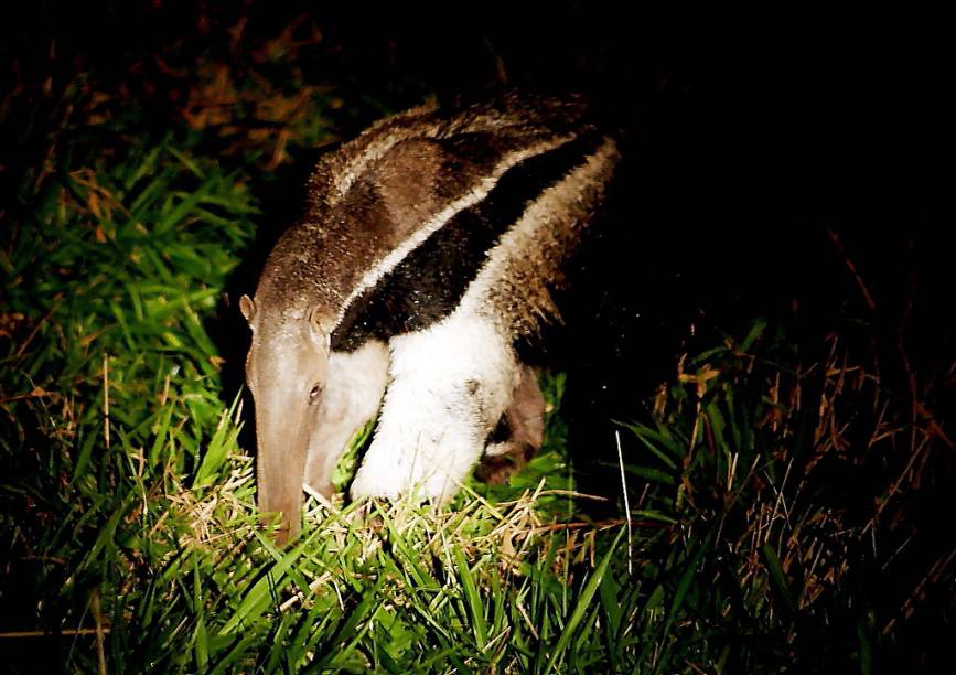 Tamanduá-bandeira, Miranda, Mato Grosso do Sul Tamanduá-bandeira, Miranda, Mato Grosso do Sul