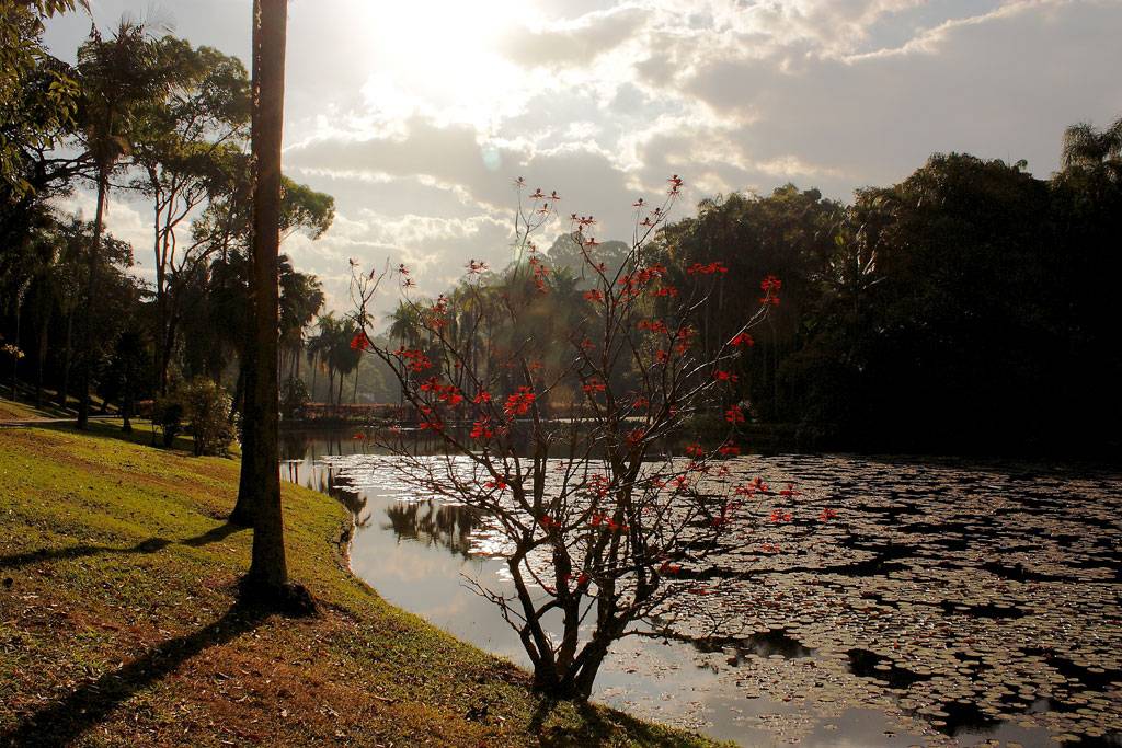 Fim de tarde no <a href="https://viajeaqui.abril.com.br/estabelecimentos/br-sp-sao-paulo-atracao-jardim-botanico" rel="Jardim Bot&acirc;nico" target="_self">Jardim Bot&acirc;nico</a> de <a href="https://viajeaqui.abril.com.br/cidades/br-sp-sao-paulo" rel="S&atilde;o Paulo" target="_self">S&atilde;o Paulo</a> (<a href="https://viajeaqui.abril.com.br/estados/br-sao-paulo" rel="SP" target="_self">SP</a>)