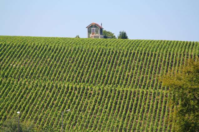 Vinhedo nas cercanias de Epernay Vinhedo nas cercanias de Epernay