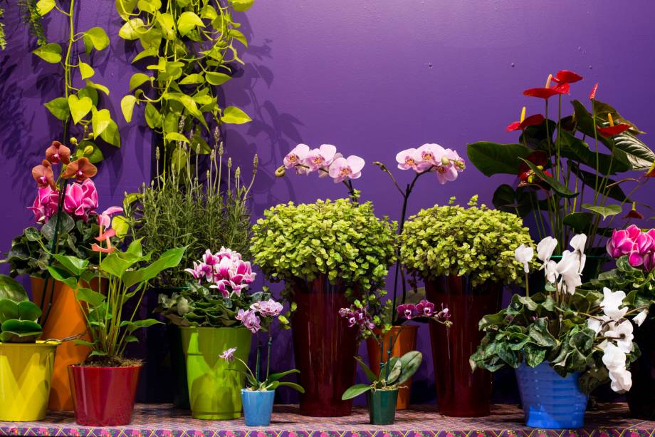 As mostras da Expoflora conta com vinte ambientes e 2 mil vasos de flores com mais de 3.500 espécies As mostras da Expoflora conta com vinte ambientes e 2 mil vasos de flores com mais de 3.500 espécies