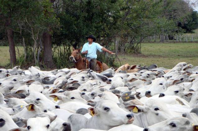 Os <a href="https://viajeaqui.abril.com.br/materias/pantanal-cavalo-mato-grosso" rel="peões" target="_self"><strong>peões</strong></a> são simples e muito contidos, mas todos têm uma sabedoria espantosa construída pelo dia a dia da vida pantaneira. Não é preciso muito tempo para conhecê-los, basta uma <strong>roda de tereré</strong>, o chá mate que se bebe gelado na guampa (espécie de copo feito com o chifre do boi), e você estará por dentro de tudo o que acontece na região. Algumas pousadas oferecem o <strong>dia de peão</strong>, um passeio para acompanhar a rotina na vida desses ícones do <a href="https://viajeaqui.abril.com.br/cidades/br-ms-miranda" rel="Pantanal" target="_self"><strong>Pantanal</strong></a>, com <strong>manejo do gado</strong>, roda tereré e almoço com <strong>arroz carreteiro </strong>(prato comum nas comitivas de gado, feito com arroz e carne seca) Os <a href="https://viajeaqui.abril.com.br/materias/pantanal-cavalo-mato-grosso" rel="peões" target="_self"><strong>peões</strong></a> são simples e muito contidos, mas todos têm uma sabedoria espantosa construída pelo dia a dia da vida pantaneira. Não é preciso muito tempo para conhecê-los, basta uma <strong>roda de tereré</strong>, o chá mate que se bebe gelado na guampa (espécie de copo feito com o chifre do boi), e você estará por dentro de tudo o que acontece na região. Algumas pousadas oferecem o <strong>dia de peão</strong>, um passeio para acompanhar a rotina na vida desses ícones do <a href="https://viajeaqui.abril.com.br/cidades/br-ms-miranda" rel="Pantanal" target="_self"><strong>Pantanal</strong></a>, com <strong>manejo do gado</strong>, roda tereré e almoço com <strong>arroz carreteiro </strong>(prato comum nas comitivas de gado, feito com arroz e carne seca)
