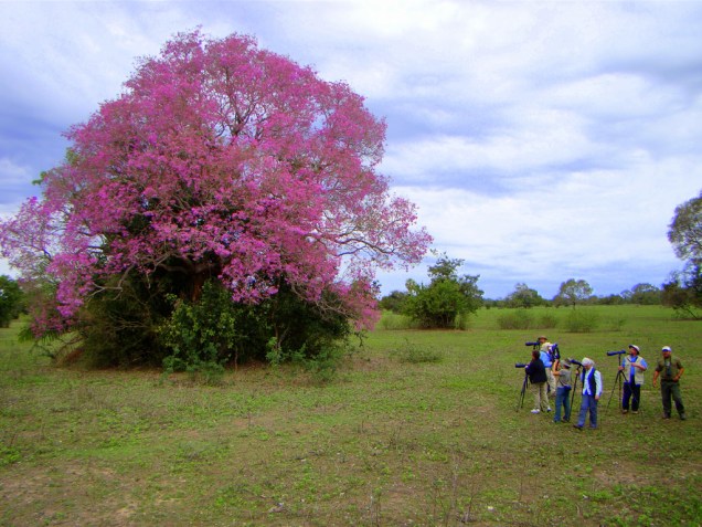 <strong>Caminhadas</strong> proporcionam um contato mais íntimo com o ambiente do <a href="https://viajeaqui.abril.com.br/cidades/br-ms-miranda" rel="Pantanal" target="_self"><strong>Pantanal</strong></a>. Permitem a <strong>observação de pequenos animais</strong> e da vegetação em florestas e campos abertos. Durante a temporada de seca ocorre a <strong>floração das piúvas</strong> (foto), que torna o passeio mais colorido
