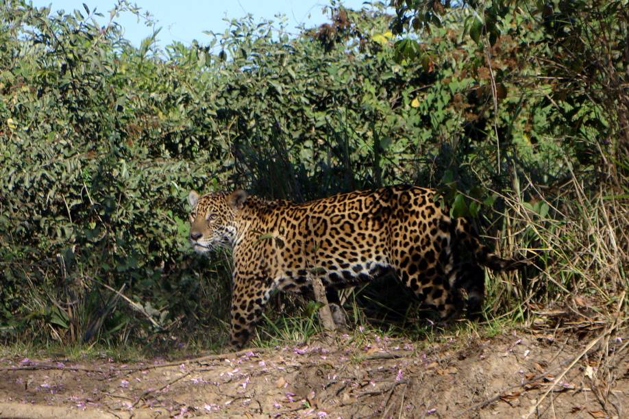 Onça-pintada no Pantanal Mato-Grossense Onça-pintada no Pantanal Mato-Grossense