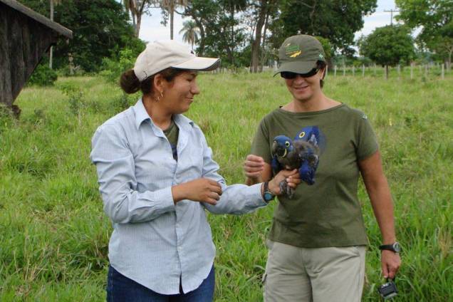 Durante sua viagem à maior planície alagável do planeta é possível acompanhar a rotina de pesquisadores que trabalham para a <strong>conservação de espécies ameaçadas</strong>. O <a href="http://www.projetoararaazul.org.br/Arara" rel="Projeto Arara Azul" target="_blank"><strong>Projeto Arara Azul</strong></a> trabalha no <strong><a href="http://viajeaqui.abril.com.br/cidades/br-ms-miranda" rel="Pantanal" target="_self">Pantanal</a></strong> desde 1990 e ajudou a aumentar a população da espécie de 1 500 para mais de 5 000. O projeto organiza passeios nas pousadas Araraúna, <a href="http://viajeaqui.abril.com.br/estabelecimentos/br-ms-corumba-hospedagem-pousada-xaraes/mapa" rel="Xaraés" target="_blank">Xaraés</a> e <a href="http://viajeaqui.abril.com.br/estabelecimentos/br-ms-miranda-hospedagem-refugio-ecologico-caiman" rel="Refúgio Ecológico Caiman" target="_blank">Refúgio Ecológico Caiman</a>