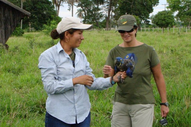 Durante sua viagem à maior planície alagável do planeta é possível acompanhar a rotina de pesquisadores que trabalham para a <strong>conservação de espécies ameaçadas</strong>. O <a href="https://www.projetoararaazul.org.br/Arara" rel="Projeto Arara Azul" target="_blank"><strong>Projeto Arara Azul</strong></a> trabalha no <strong><a href="https://viajeaqui.abril.com.br/cidades/br-ms-miranda" rel="Pantanal" target="_self">Pantanal</a></strong> desde 1990 e ajudou a aumentar a população da espécie de 1 500 para mais de 5 000. O projeto organiza passeios nas pousadas Araraúna, <a href="https://viajeaqui.abril.com.br/estabelecimentos/br-ms-corumba-hospedagem-pousada-xaraes/mapa" rel="Xaraés" target="_blank">Xaraés</a> e <a href="https://viajeaqui.abril.com.br/estabelecimentos/br-ms-miranda-hospedagem-refugio-ecologico-caiman" rel="Refúgio Ecológico Caiman" target="_blank">Refúgio Ecológico Caiman</a>