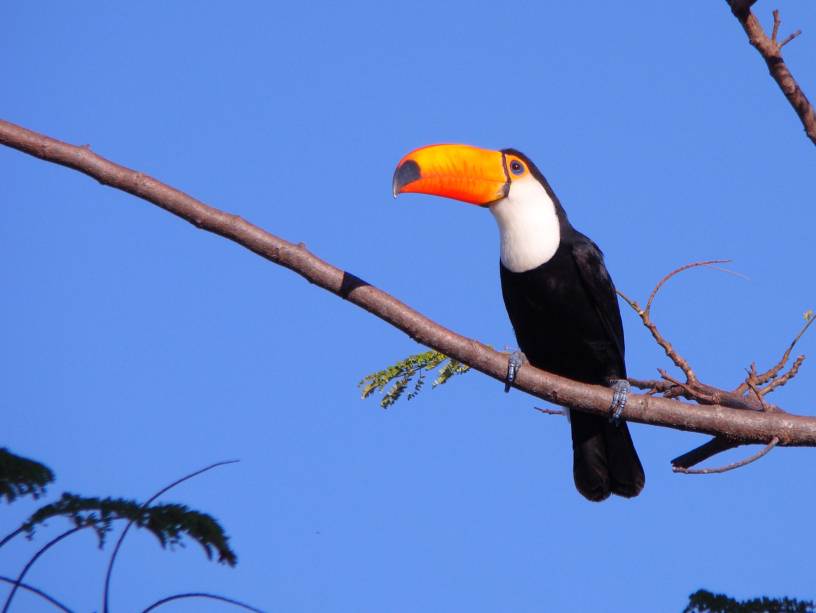 Tucano-toco, no Pantanal Mato-Grossense