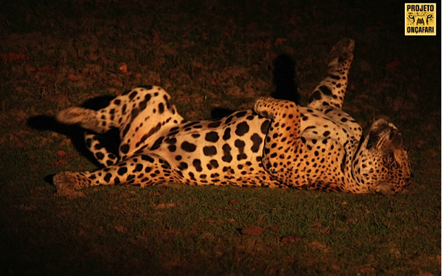 Fantasma é o macho dominante no Refúgio Ecológico Caiman, pousada no Pantanal onde o Projeto Onçafari está realizando o processo de habituação das onças-pintadas (Panthera onca) aos carros de passeio.