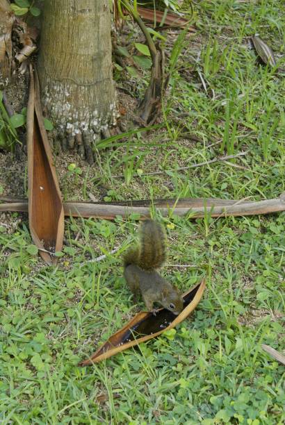 Esquilos, macacos-prego, tico-tico, rolinha, pardal e outros animais silvestres costumam aparecer aos visitantes graças à rica área verde.