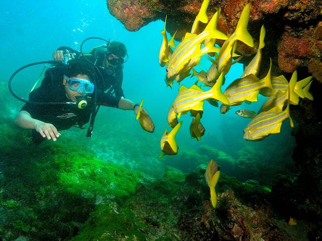 <strong>Fernando de Noronha (PE) </strong> As praias mais bonitas do Brasil (e quem sabe do mundo inteiro) estão neste arquipélago que é preservado como Parque Nacional Marinho. Em Fernando de Noronha, é possível nadar com golfinhos, mergulhar com tartarugas marinhas, mergulhar em um dos melhores pontos de mergulho do mundo, observar a efervescente vida marinha do arquipélago e os incríveis pores e nasceres do sol em meio à natureza bruta. Não é um destino barato devido ao acesso difícil e às regras de preservação do parque, mas vale a pena economizar um pouco mais e realizar essa viagem de sonho. <a href="https://www.booking.com/searchresults.pt-br.html?aid=332455&lang=pt-br&sid=14fcbdfa23db223e04a3ec34ecada6b2&sb=1&src=searchresults&src_elem=sb&error_url=https%3A%2F%2Fwww.booking.com%2Fsearchresults.pt-br.html%3Faid%3D332455%3Bsid%3D14fcbdfa23db223e04a3ec34ecada6b2%3Bcity%3D900051096%3Bclass_interval%3D1%3Bdest_id%3D-644296%3Bdest_type%3Dcity%3Bdtdisc%3D0%3Bgroup_adults%3D2%3Bgroup_children%3D0%3Binac%3D0%3Bindex_postcard%3D0%3Blabel_click%3Dundef%3Bno_rooms%3D1%3Boffset%3D0%3Bpostcard%3D0%3Braw_dest_type%3Dcity%3Broom1%3DA%252CA%3Bsb_price_type%3Dtotal%3Bsearch_selected%3D1%3Bsrc%3Dsearchresults%3Bsrc_elem%3Dsb%3Bss%3DGalinhos%252C%2520Rio%2520Grande%2520do%2520Norte%252C%2520Brasil%3Bss_all%3D0%3Bss_raw%3DGalinhos%3Bssb%3Dempty%3Bsshis%3D0%3Bssne_untouched%3DGuaramiranga%26%3B&ss=Fernando+de+Noronha%2C+Pernambuco%2C+Brasil&ssne=Galinhos&ssne_untouched=Galinhos&city=-644296&checkin_monthday=&checkin_month=&checkin_year=&checkout_monthday=&checkout_month=&checkout_year=&no_rooms=1&group_adults=2&group_children=0&highlighted_hotels=&from_sf=1&ss_raw=fernando+&ac_position=0&ac_langcode=xb&dest_id=900048482&dest_type=city&search_pageview_id=093695e12cfd03fa&search_selected=true&search_pageview_id=093695e12cfd03fa&ac_suggestion_list_length=5&ac_suggestion_theme_list_length=0" target="_blank" rel="noopener"><em>Busque hospedagens em Noronha</em></a> <strong>Fernando de Noronha (PE) </strong> As praias mais bonitas do Brasil (e quem sabe do mundo inteiro) estão neste arquipélago que é preservado como Parque Nacional Marinho. Em Fernando de Noronha, é possível nadar com golfinhos, mergulhar com tartarugas marinhas, mergulhar em um dos melhores pontos de mergulho do mundo, observar a efervescente vida marinha do arquipélago e os incríveis pores e nasceres do sol em meio à natureza bruta. Não é um destino barato devido ao acesso difícil e às regras de preservação do parque, mas vale a pena economizar um pouco mais e realizar essa viagem de sonho. <a href="https://www.booking.com/searchresults.pt-br.html?aid=332455&lang=pt-br&sid=14fcbdfa23db223e04a3ec34ecada6b2&sb=1&src=searchresults&src_elem=sb&error_url=https%3A%2F%2Fwww.booking.com%2Fsearchresults.pt-br.html%3Faid%3D332455%3Bsid%3D14fcbdfa23db223e04a3ec34ecada6b2%3Bcity%3D900051096%3Bclass_interval%3D1%3Bdest_id%3D-644296%3Bdest_type%3Dcity%3Bdtdisc%3D0%3Bgroup_adults%3D2%3Bgroup_children%3D0%3Binac%3D0%3Bindex_postcard%3D0%3Blabel_click%3Dundef%3Bno_rooms%3D1%3Boffset%3D0%3Bpostcard%3D0%3Braw_dest_type%3Dcity%3Broom1%3DA%252CA%3Bsb_price_type%3Dtotal%3Bsearch_selected%3D1%3Bsrc%3Dsearchresults%3Bsrc_elem%3Dsb%3Bss%3DGalinhos%252C%2520Rio%2520Grande%2520do%2520Norte%252C%2520Brasil%3Bss_all%3D0%3Bss_raw%3DGalinhos%3Bssb%3Dempty%3Bsshis%3D0%3Bssne_untouched%3DGuaramiranga%26%3B&ss=Fernando+de+Noronha%2C+Pernambuco%2C+Brasil&ssne=Galinhos&ssne_untouched=Galinhos&city=-644296&checkin_monthday=&checkin_month=&checkin_year=&checkout_monthday=&checkout_month=&checkout_year=&no_rooms=1&group_adults=2&group_children=0&highlighted_hotels=&from_sf=1&ss_raw=fernando+&ac_position=0&ac_langcode=xb&dest_id=900048482&dest_type=city&search_pageview_id=093695e12cfd03fa&search_selected=true&search_pageview_id=093695e12cfd03fa&ac_suggestion_list_length=5&ac_suggestion_theme_list_length=0" target="_blank" rel="noopener"><em>Busque hospedagens em Noronha</em></a>