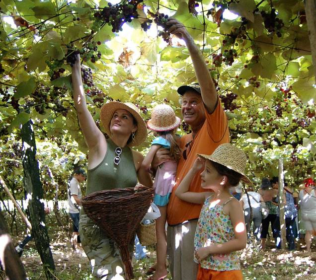 Visitantes podem participar de diversas etapas do processo da produção de vinho