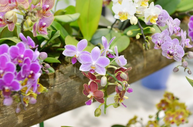 A feira em 2014 tem mais de quarenta expositores de flores e plantas