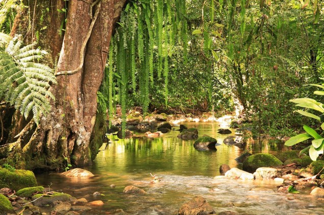 Figueira e samambaias guardam o leito do rio Engenho, dentro da Reserva Natural Salto Morato