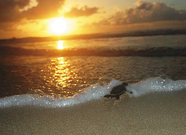 O mar da Praia do Cupe, em <a href="https://viajeaqui.abril.com.br/cidades/br-pe-porto-de-galinhas" rel="Porto de Galinhas" target="_blank">Porto de Galinhas</a>, tem ondas fortes no trecho sul O mar da Praia do Cupe, em <a href="https://viajeaqui.abril.com.br/cidades/br-pe-porto-de-galinhas" rel="Porto de Galinhas" target="_blank">Porto de Galinhas</a>, tem ondas fortes no trecho sul