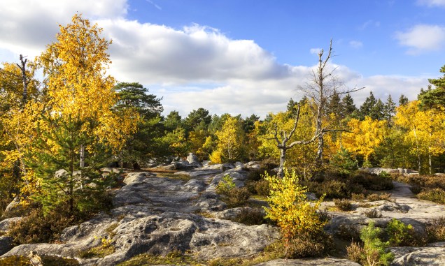 <strong>33. Floresta de Fontainebleau, <a href="https://viajeaqui.abril.com.br/paises/franca" rel="França" target="_self">França</a></strong>        Localizada a 60 km do sudeste de Paris, essa floresta serviu de inspiração para as pinturas impressionistas de Renoir. Ocupando uma área de 280 km², é o lar de espécies de flores e pássaros, além de ser famosa por seus grandes pedregulhos. Na ficção, serviu de palco para obras como a trilogia "Les Fourmis" (sem tradução para o português), publicada em 1991 pelo novelista Bernard Werber, e para a ópera "Don Carlos", do italiano Giuseppe Verdi. Hoje, a floresta é uma das principais fornecedoras de madeira para a produção de tonéis de carvalho, fabricados com o intuito de armazenar vinhos.        <a href="https://www.booking.com/city/fr/fontainebleau.pt-br.html?sid=efe6c9de408bb8d78e20e017e616e9f8;dcid=4?aid=332455&label=viagemabril-florestasencantadas" rel="Veja preços de hotéis próximos em Fontainebleau no Booking.com" target="_blank">Veja preços de hotéis em Fontainebleau no Booking.com</a>